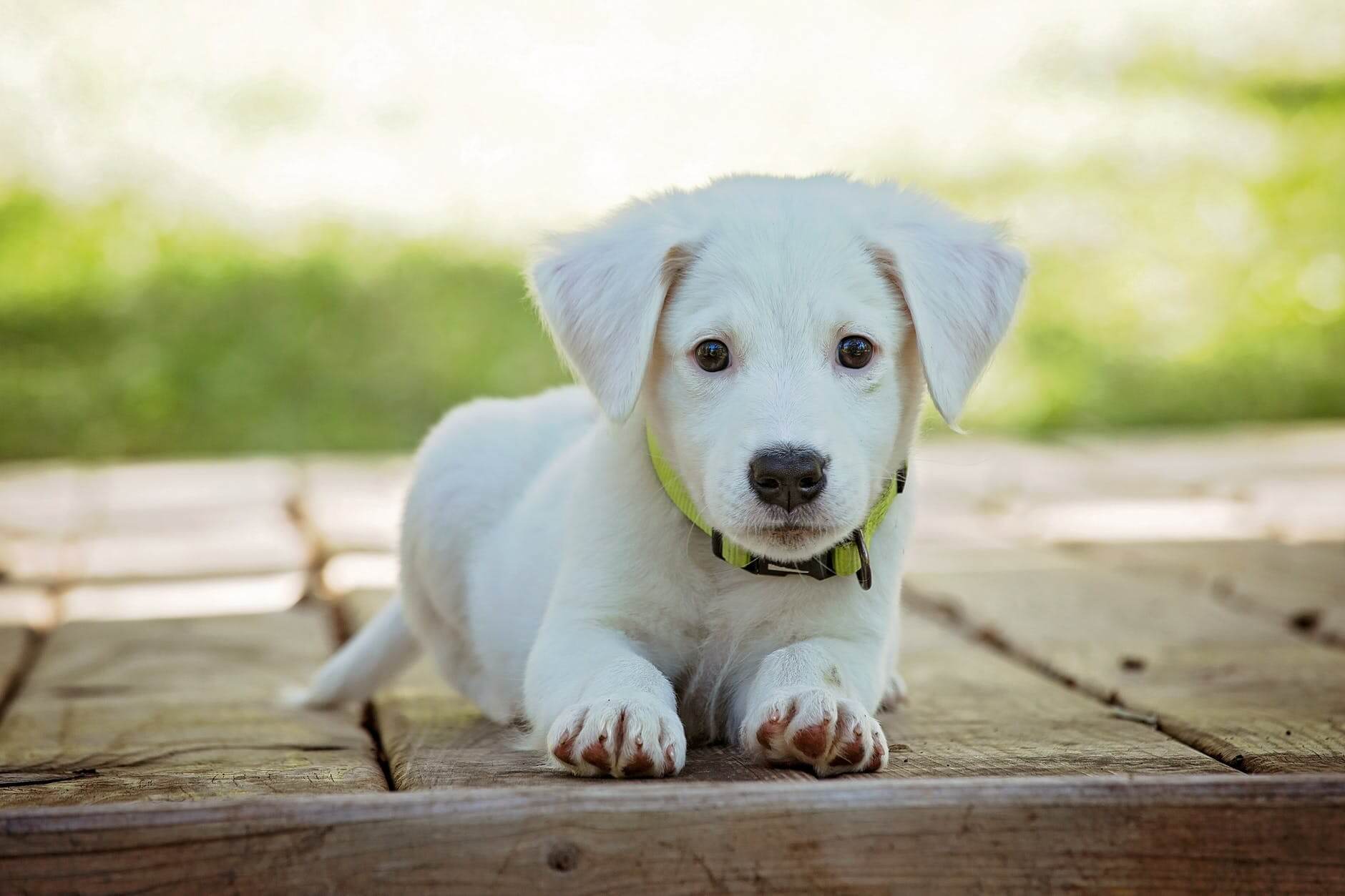 The Trained Canine in New Jersey | Puppy Training