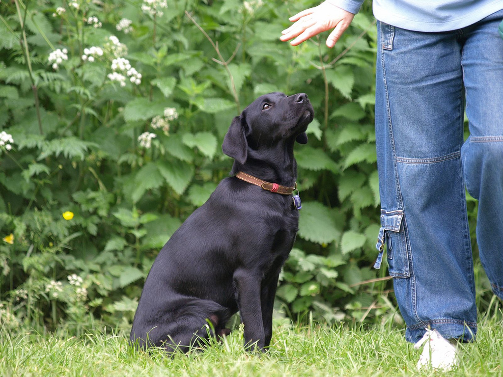 The Trained Canine in New Jersey | Advanced On and Off Leash Training